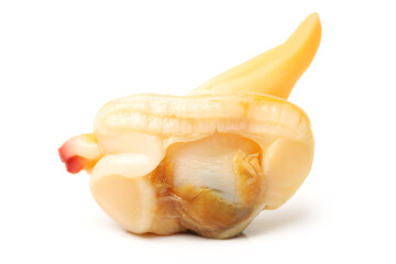 clam meat on white background 