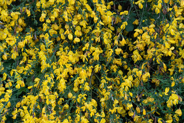 Piante di ginestra in fioritura