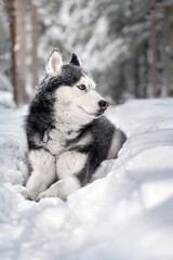 Portrait magnificent Siberian husky dog with blue eyes. Husky dog in winter forest lies on the snow.