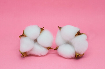 Two dried cotton inflorescences on a pink background
