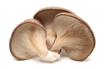 Fototapeta na wymiar oyster mushrooms isolated on white background