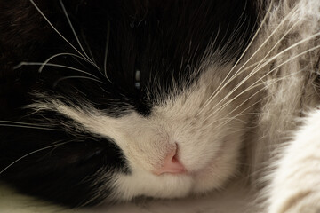 close up of a cat's face, cat hair