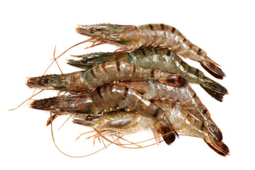 shrimp isolated on white background