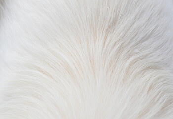 White dog fur