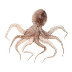 Octopus on white background