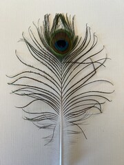 peacock feather on white background