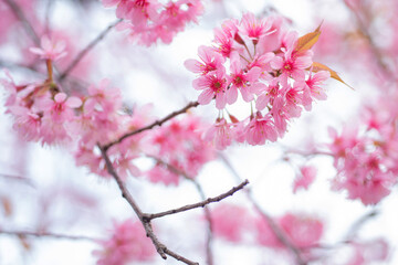 Prunus cerasoides, Cherry blossom branches, beautiful groups pink petal flowers, pink flower background