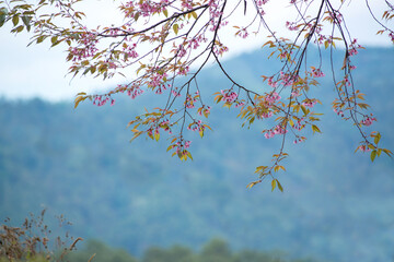Cherry blossom, Prunus cerasoides flower and blue mountain in background, Thailand Pink blossoms on the branch