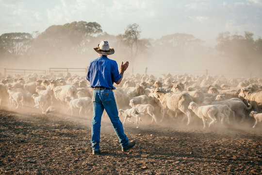 farmer standing near a flock of sheep