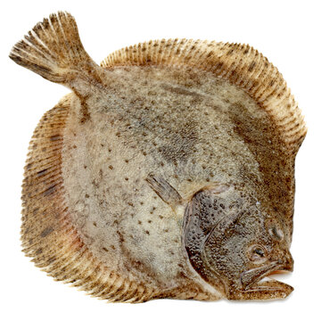 Psetta maxima (Turbot Fish) isolated on white background 