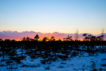 Beautiful nature landscape. Sunset on a snowy swamp in winter. Selective focus