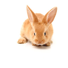 Baby of orange rabbit on white background 