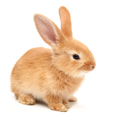 Obraz premium Baby of orange rabbit on white background 