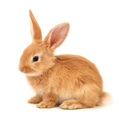 Baby of orange rabbit on white background
