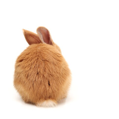 Baby of orange rabbit on white background
