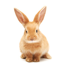Baby of orange rabbit on white background