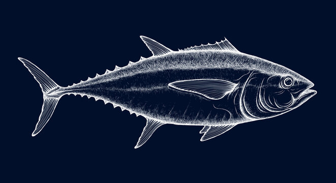 Yellowfin Tuna Images – Browse 11,857 Stock Photos, Vectors, and Video