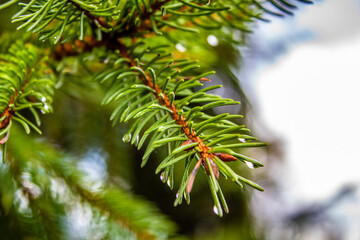 Dew on spruce branches, Forest , Tourism, Day