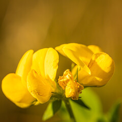 Naklejka na ściany i meble Eine sehr schöne gelbe Blume und warmen Hintergrund!