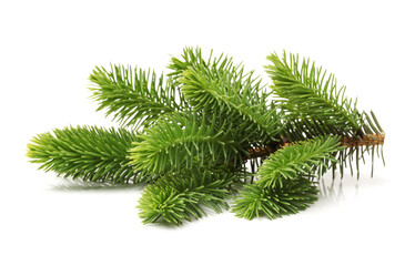 pine branch isolated on white background 