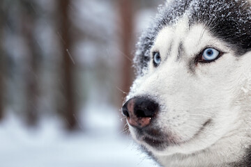 Portrait magnificent Siberian husky dog with blue eyes. Husky dog in winter forest lies on the snow. Close up. Copy space