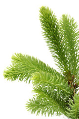 pine branch isolated on white background 