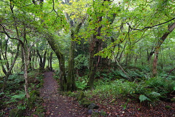 rainy autumn forest with path