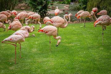 A flock of pink flamingos in a meadow in Loro Parque, Tenerife 