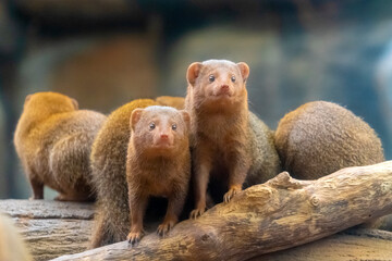 Common dwarf mongooses are the smallest African carnivores