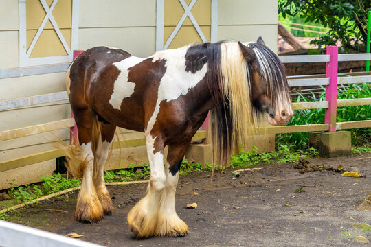 The Gypsy Cob, also known as the Traditional Gypsy Cob, Irish Cob, Gypsy Horse or Gypsy Vanner, is a type or breed of domestic horse from the islands Great Britain and Ireland.
