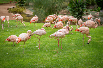 A flock of pink flamingos in a meadow in Loro Parque, Tenerife 