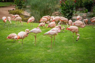 A flock of pink flamingos in a meadow in Loro Parque, Tenerife 