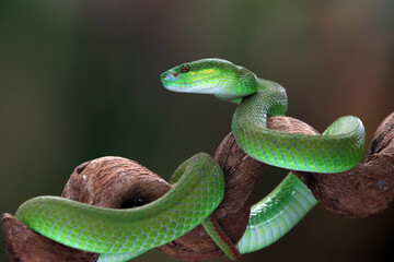 Green albolaris snake side view, animal closeup, green viper snake closeup head 