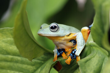 Flying frog on green leaves, beautiful tree frog sitting on green leaves, rachophorus reinwardtii, Javan tree frog 