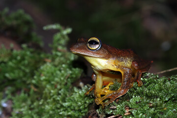 Rhacophorus margaritifer closeup on moss, Rhacophorus margaritifer closeup 