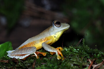 Rhacophorus margaritifer closeup on moss, Rhacophorus margaritifer closeup 