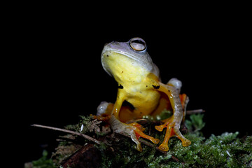 Rhacophorus margaritifer closeup on moss, Rhacophorus margaritifer closeup 