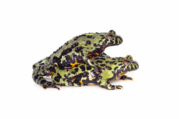 Oriental Fire-bellied Toad, Bombina orientalis, in front of white background, amphibian closeu
