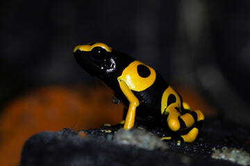 Dendrobates leucomelas dart frog side view, Dart Frog side view