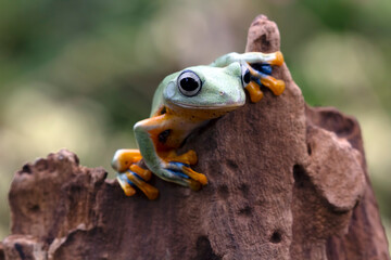 Flying frog on branch, beautiful tree frog on green leaves 