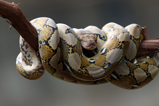 Pythonidae snake sleeping on branch, Pythonidae snake closeup