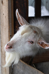 White goat, male hornless breed zaanen. The head is tilted to one side, looks out of the barn, it's winter, it's snowing. Concept: eco-farm, lifestyle, home farm, goat breeding, ecological product