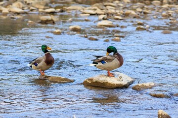 kaczki na rzecze © Konrad