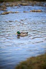 kaczki na rzecze © Konrad