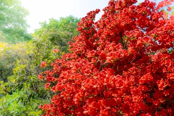 Cercles muraux Azalée A bush of bright red rhododendron in the foreground against the backdrop of a green garden