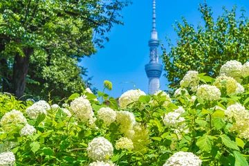 Fotobehang 東京の都市風景 紫陽花が咲く隅田公園 初夏の風景 © AKI