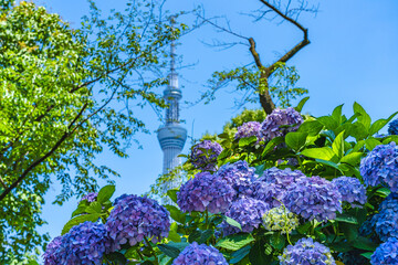 東京の都市風景 紫陽花が咲く隅田公園 初夏の風景