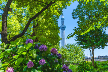東京の都市風景 紫陽花が咲く隅田公園 初夏の風景