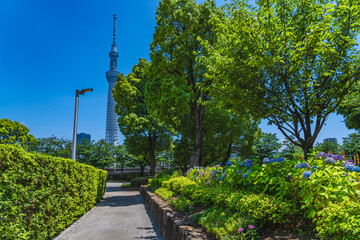東京の都市風景 紫陽花が咲く隅田公園 初夏の風景