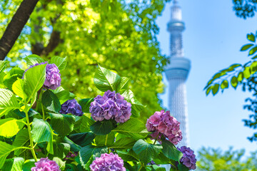 東京の都市風景 紫陽花が咲く隅田公園 初夏の風景